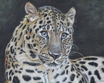 Amur Leopard Sketch at PaintingValley.com | Explore collection of Amur ...