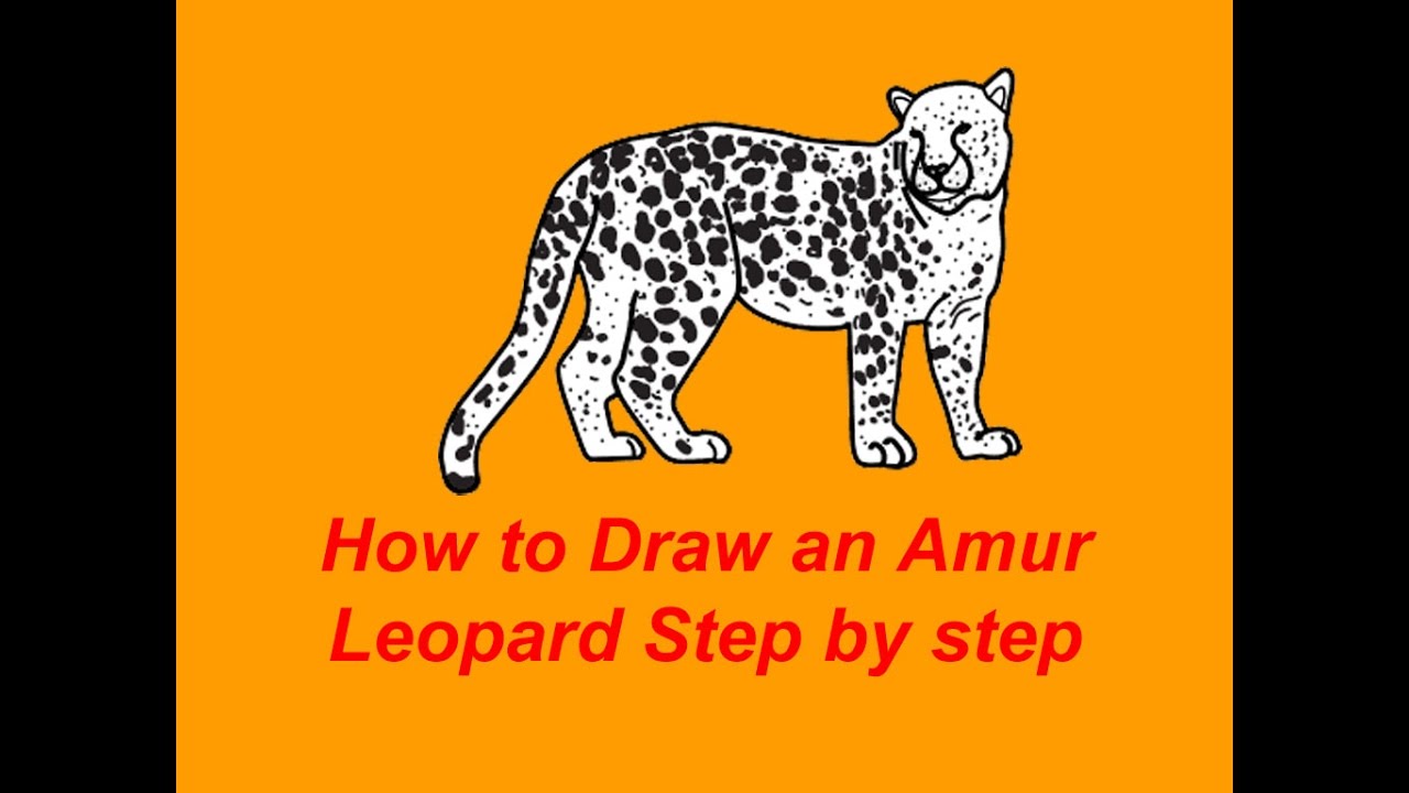 1280x720 How To Draw An Amur Leopard Step By Step - Amur Leopard Sketch