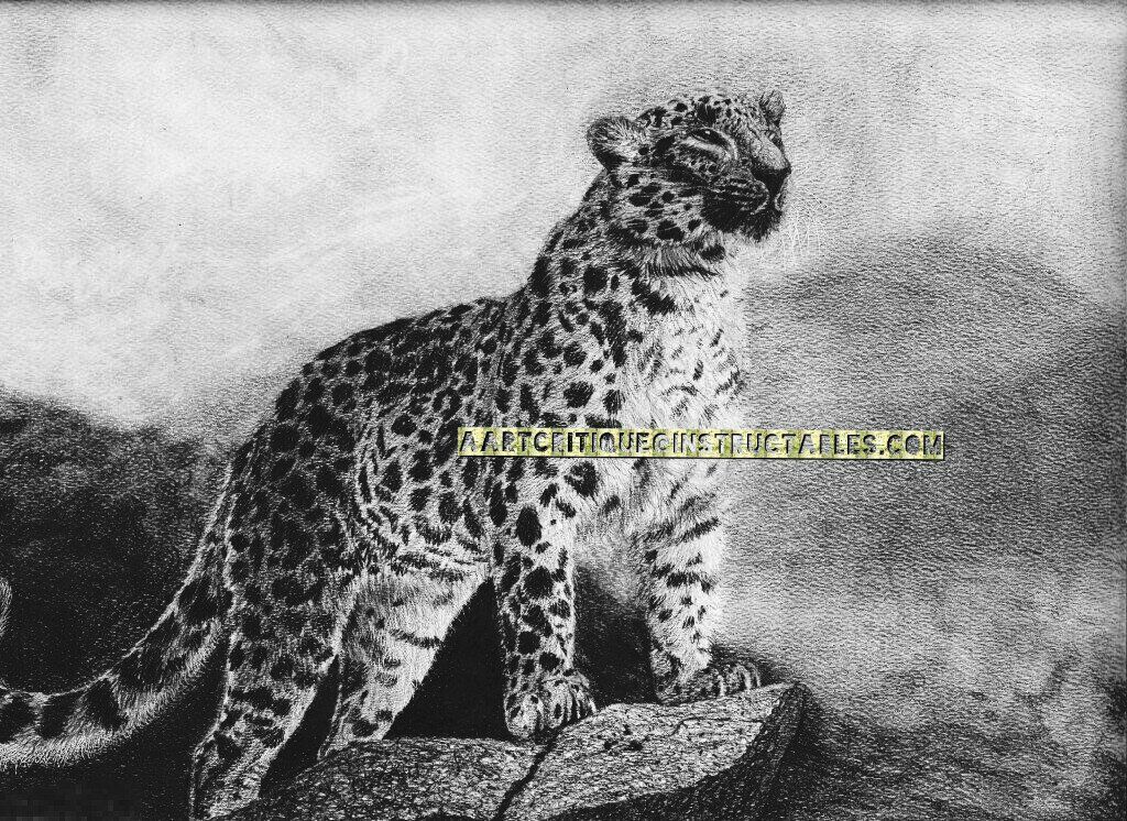 1024x746 How To Draw An Amur Leopard On Pastel Paper 5 Steps - Amur Leopard Sketch