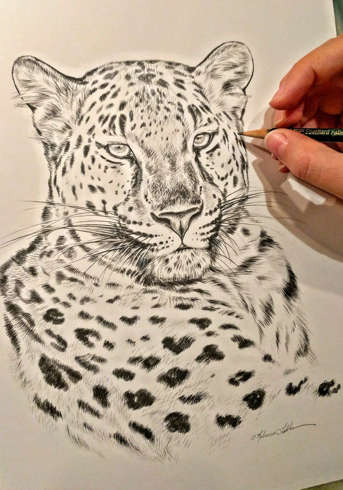 1433x2048 Peek In The Studio Amur Leopard In Sketch For Survival Rebecca - Amur Leopard Sketch
