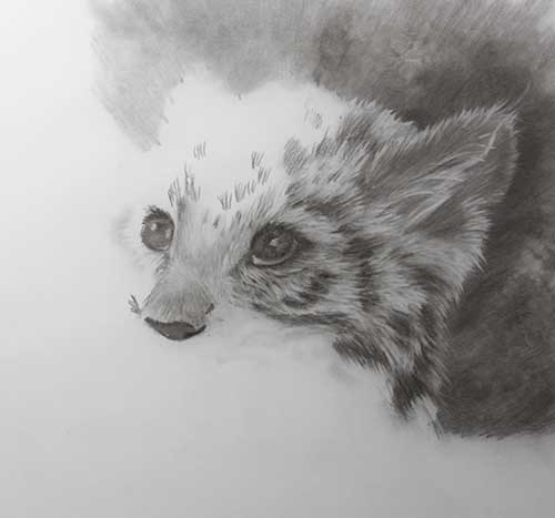 500x467 Amur Leopard Cub Sketch Goode Studio - Amur Leopard Sketch