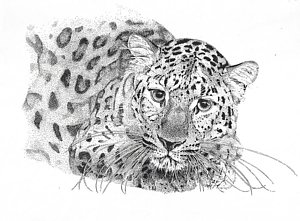 300x221 Amur Leopard Drawings Fine Art America - Amur Leopard Sketch