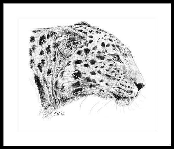 600x514 Amur Leopard Framed Print By Stuart Hogton - Amur Leopard Sketch