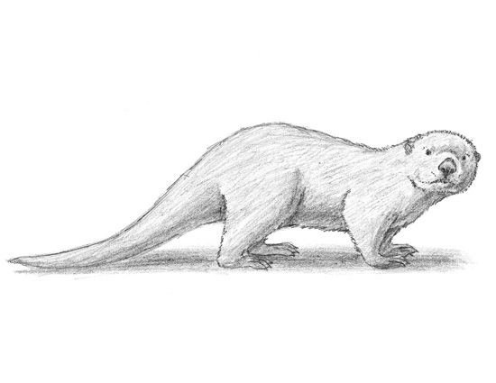 550x425 How To Draw An Otter - An Sketch
