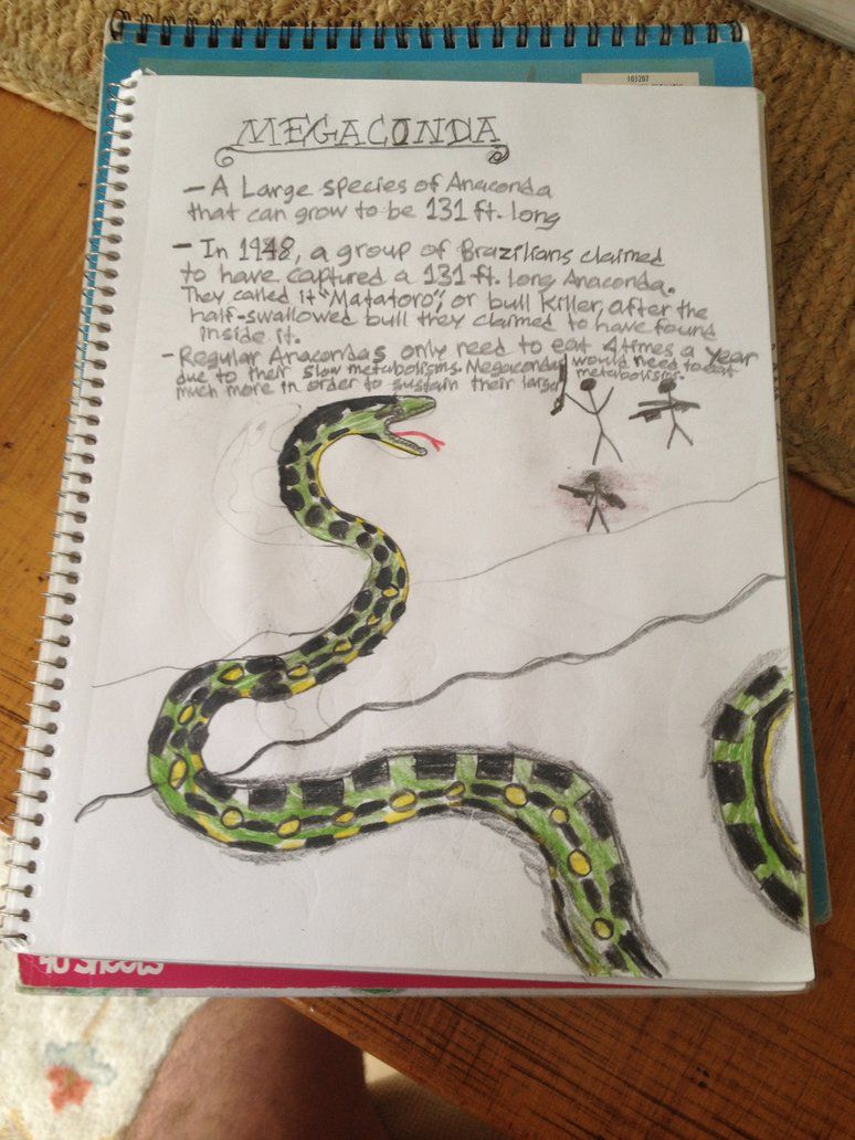 774x1032 Cryptid Sketch Megaconda Aka Giant Anaconda By Strikerprime - Anaconda Sketch