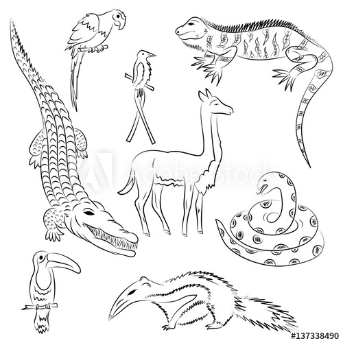 500x500 Hand Drawn Animals Of South America. Doodle Drawings Of Iguana - Anaconda Sketch