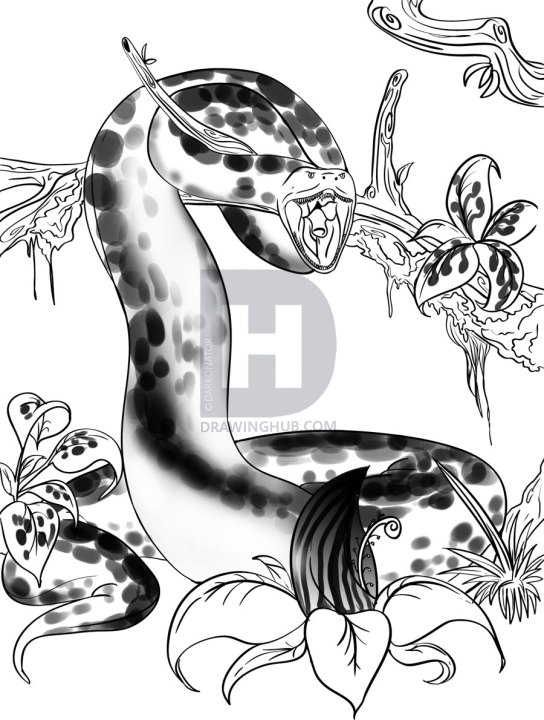 544x720 How To Draw A Anaconda, Step By Step, Drawing Guide, By Darkonator - Anaconda Sketch