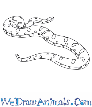 300x350 How To Draw A Yellow Anaconda - Anaconda Sketch