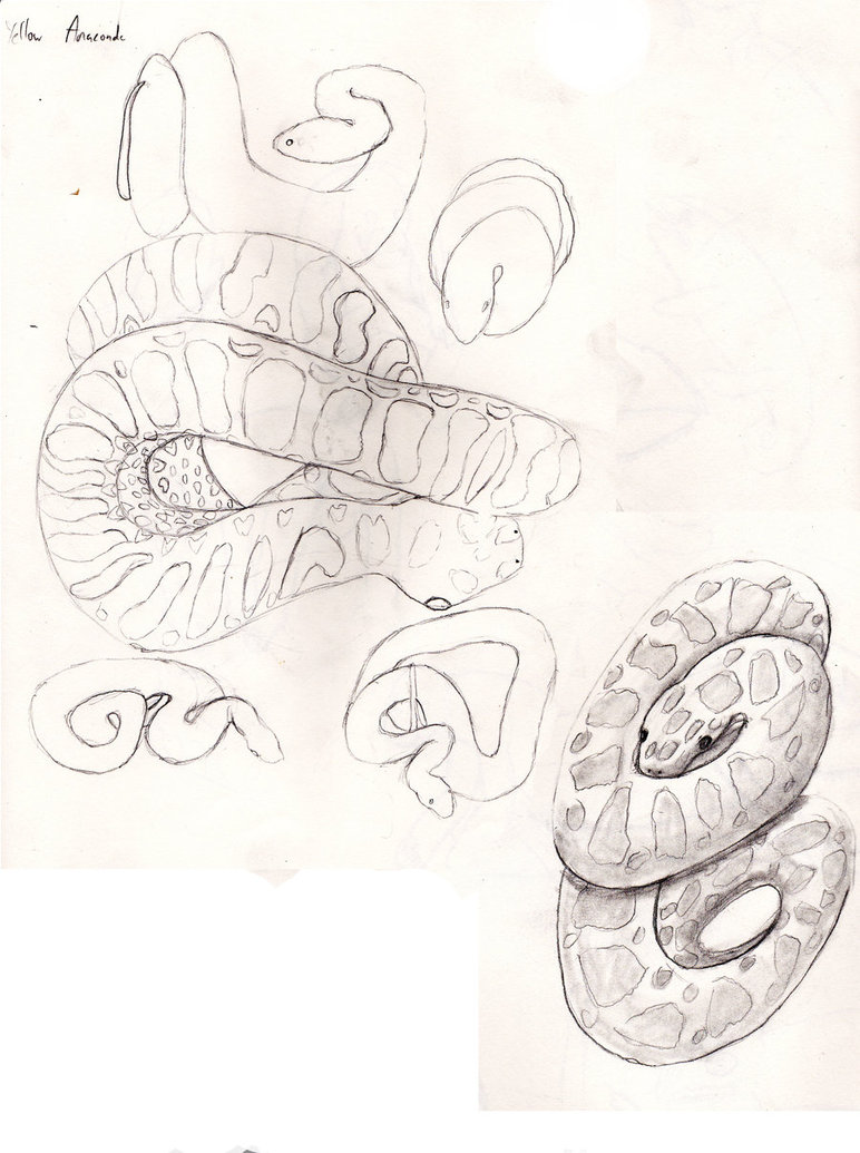 772x1035 Quick Sketches Anaconda By Lonenekox - Anaconda Sketch