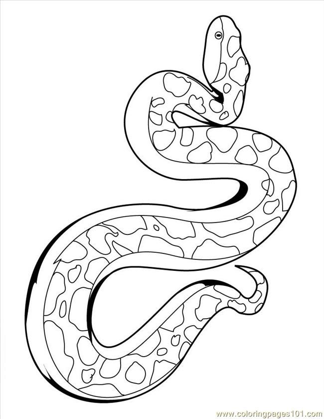 650x840 Anaconda Coloring - Anaconda Sketch