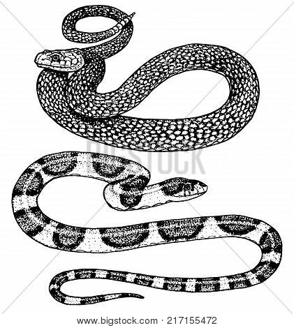421x470 Photo Stock - Anaconda Sketch
