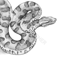 236x236 Viper Snake Serpent Cobra And Python Anaconda Or Vector Image - Anaconda Sketch