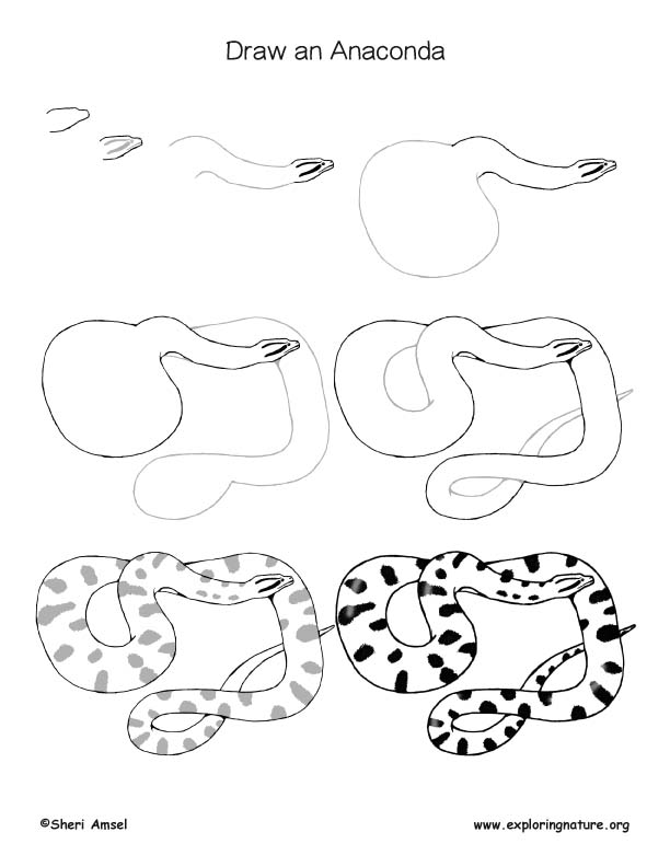 612x792 Anaconda Drawing Lesson - Anaconda Sketch