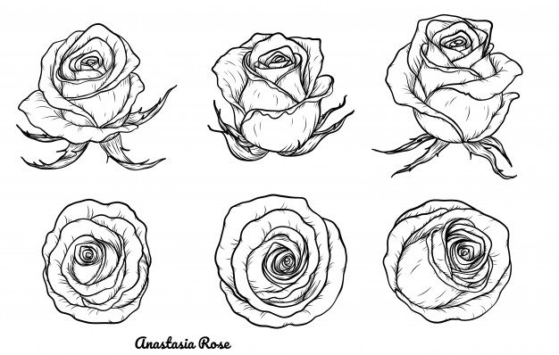626x398 Anastasia Rose Vector By Hand Drawing Vector Premium Download - Anastasia Sketch