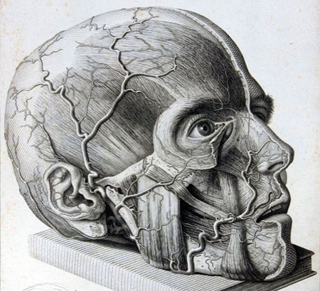 Anatomical Brain Sketch