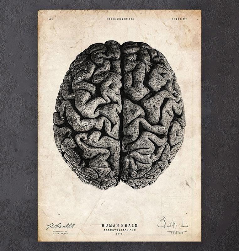 762x800 Brain Anatomy - Anatomical Brain Sketch