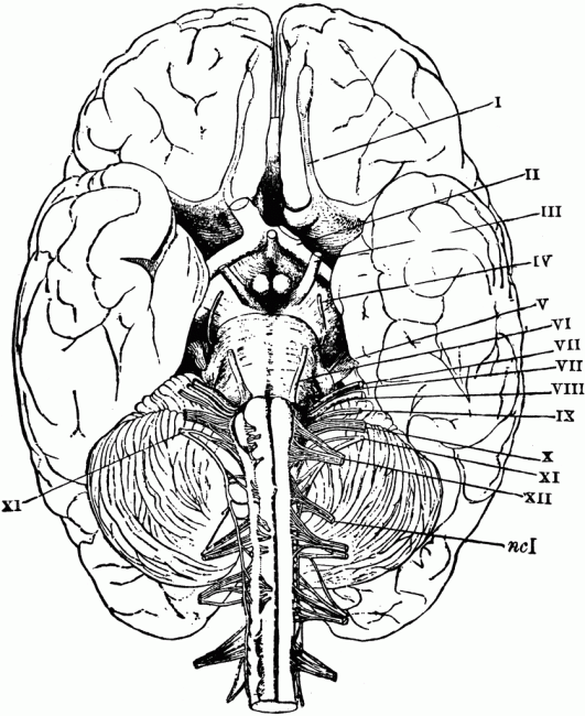 531x650 Brain Anatomy Drawing Fresh Brain Anatomy Coloring Pages Printable - Anatomical Brain Sketch