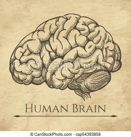 450x470 Brain Retro Anatomic Etching. Anatomical Brains Old Drawing Sketch - Anatomical Brain Sketch