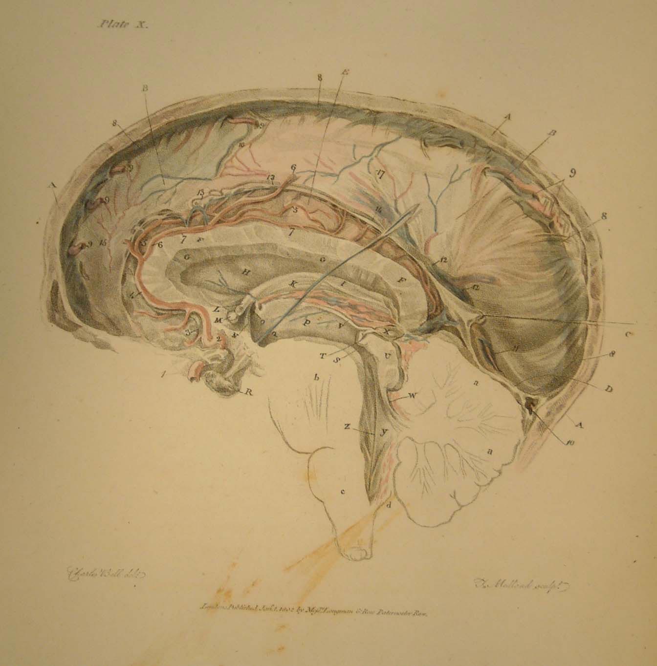1344x1363 Charles Bell, The Anatomy Of The Brain Explained In A Series Of - Anatomical Brain Sketch
