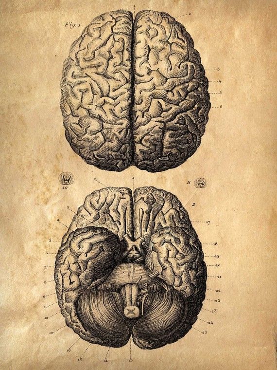 570x760 Custom 18x22 Vintage Anatomy. Brains Poster. Human Body. Zombies - Anatomical Brain Sketch