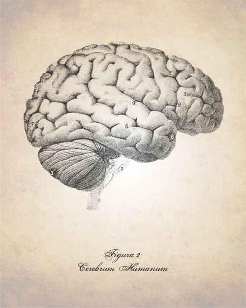 500x625 Human Brain Art Print, Brain Illustration Art Print, Medical - Anatomical Brain Sketch