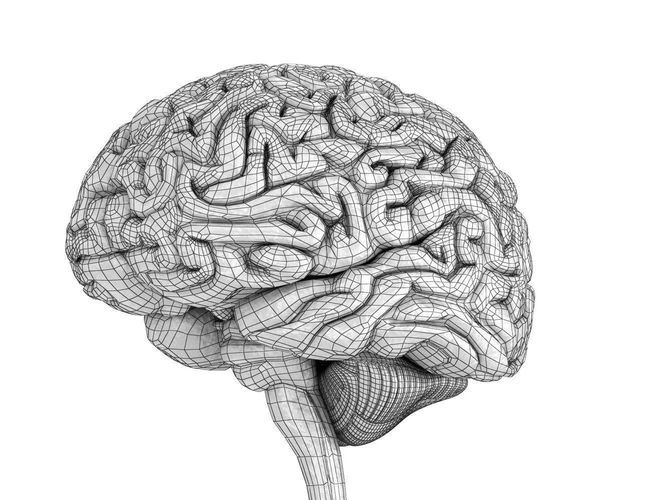 645x500 Human Brain Anatomy 3d Model Cgtrader - Anatomical Brain Sketch