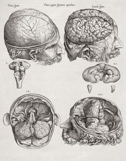 500x641 Image Result For Brain Anatomy Drawing Spooktacular - Anatomical Brain Sketch