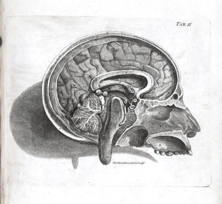 715x657 Medical Anatomy Brain, Cross Section Longitudinal Vintage - Anatomical Brain Sketch
