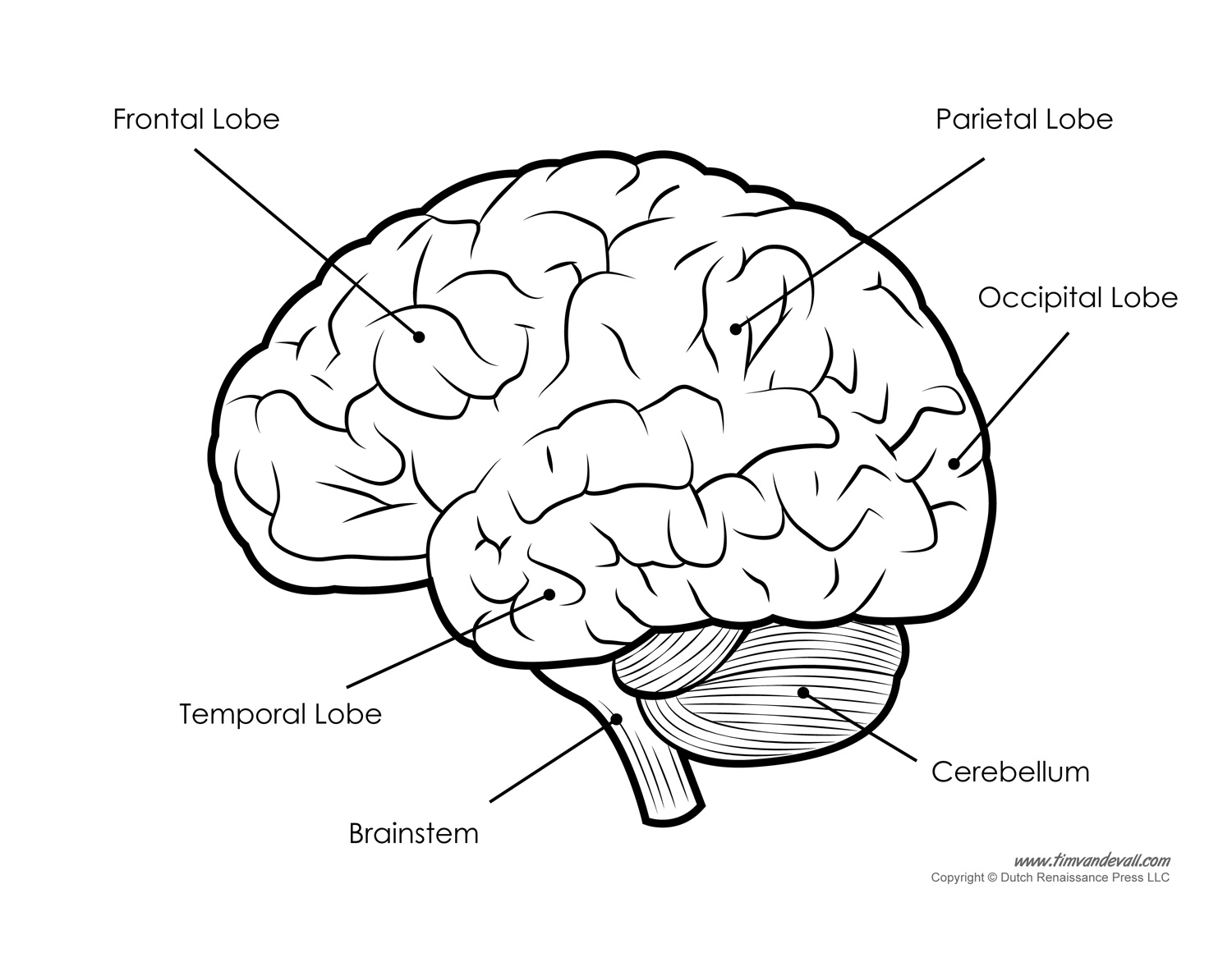 1500x1161 Simple Labeled Diagrams Human Brain - Anatomical Brain Sketch