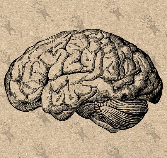 570x542 Vintage Anatomy. Brains. 18x24 Poster. Human Body. Zombies. Horror - Anatomical Brain Sketch