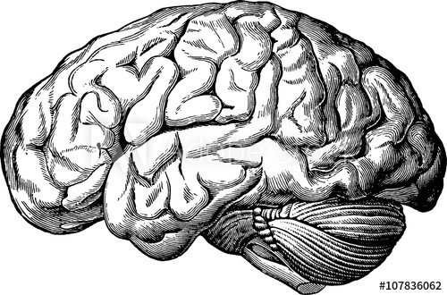 500x330 Vintage Anatomical Image Human Brain - Anatomical Brain Sketch