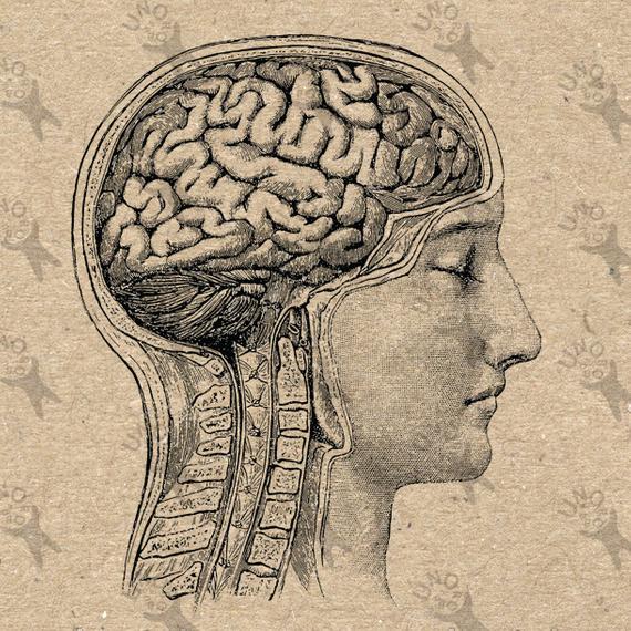 570x570 Vintage Image Head Anatomical Brain Retro Drawing Picture Etsy - Anatomical Brain Sketch