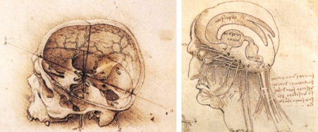 640x266 A Renaissance Brain - Anatomical Brain Sketch