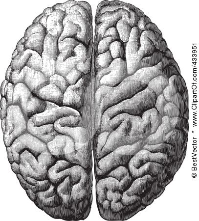 407x450 Anatomical Brain Drawing - Anatomical Brain Sketch