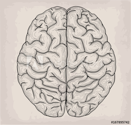 500x478 Anatomical Brain Hand Drawn Organ Sketch. Medicine, Vector - Anatomical Brain Sketch