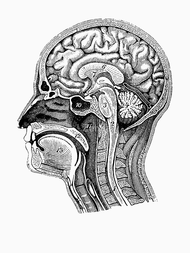 750x1000 Anatomy Drawing Free Download On - Anatomical Brain Sketch