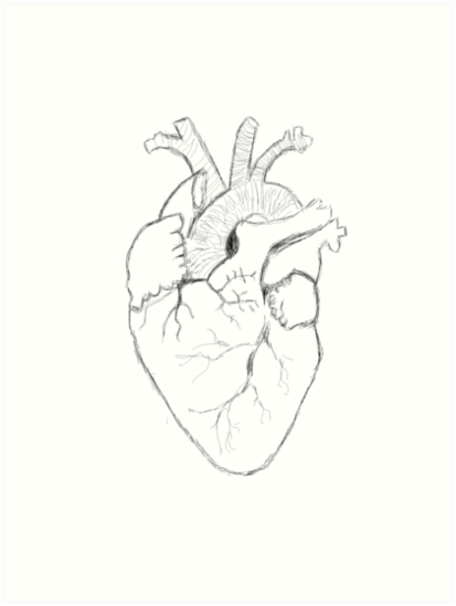 413x549 Anatomical Heart Sketch Art Prints By Katie Lamb Redbubble - Anatomical Heart Sketch