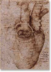 167x236 Bbc - Anatomical Heart Sketch