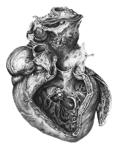 500x630 Drawn Grenade Anatomical Heart - Anatomical Heart Sketch
