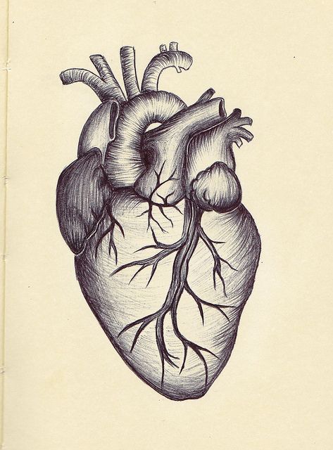 473x640 Image Result For Vintage Anatomical Heart Diagram Sketch - Anatomical Heart Sketch