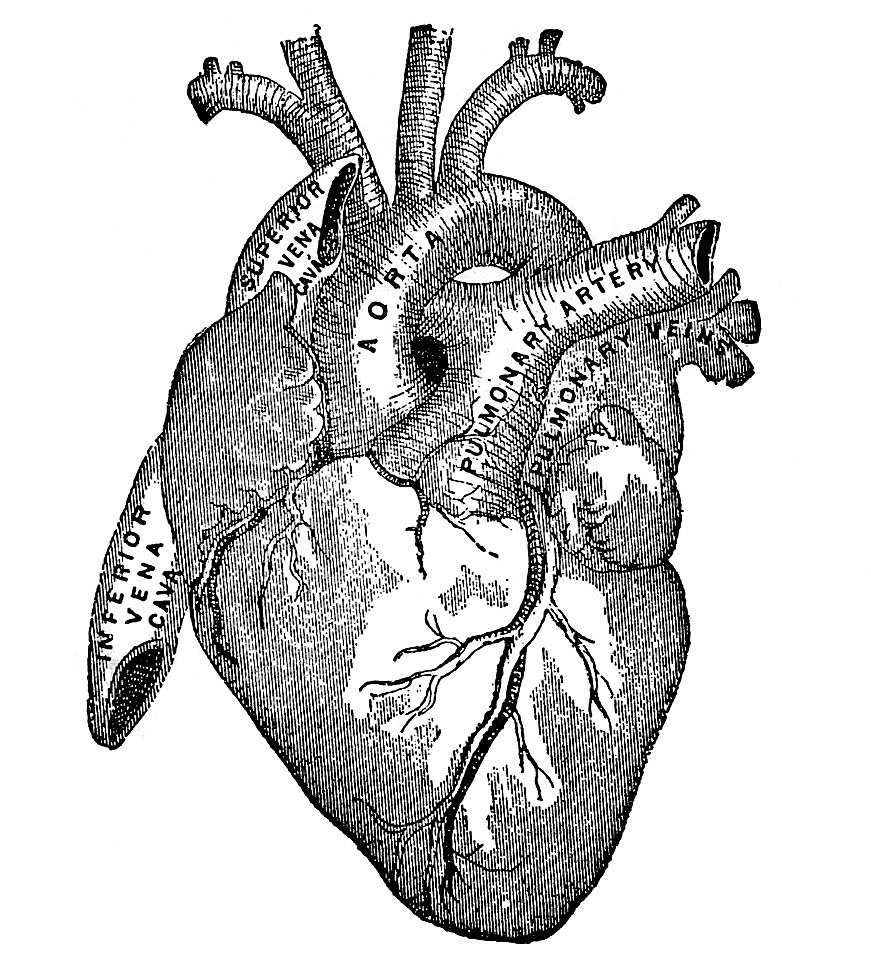871x969 Vintage Heart Sketch Drawing Skill - Anatomical Heart Sketch