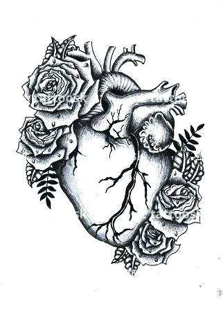 Anatomical Heart Sketch At Paintingvalley Com Explore Collection