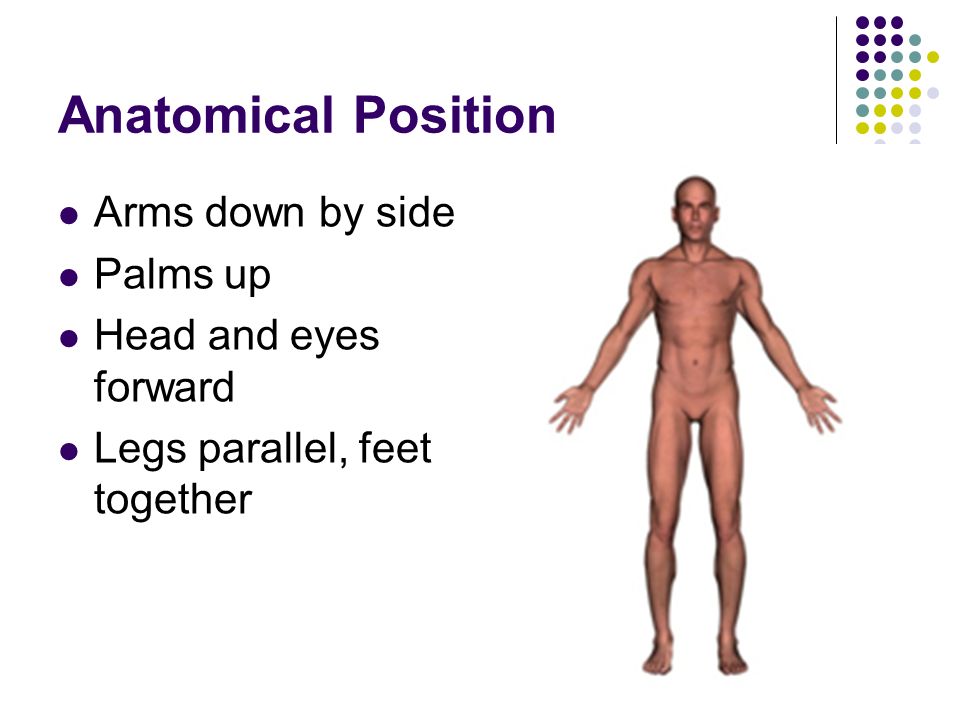 960x720 Body Regions Amp Anatomical Terminology - Anatomical Position Sketch