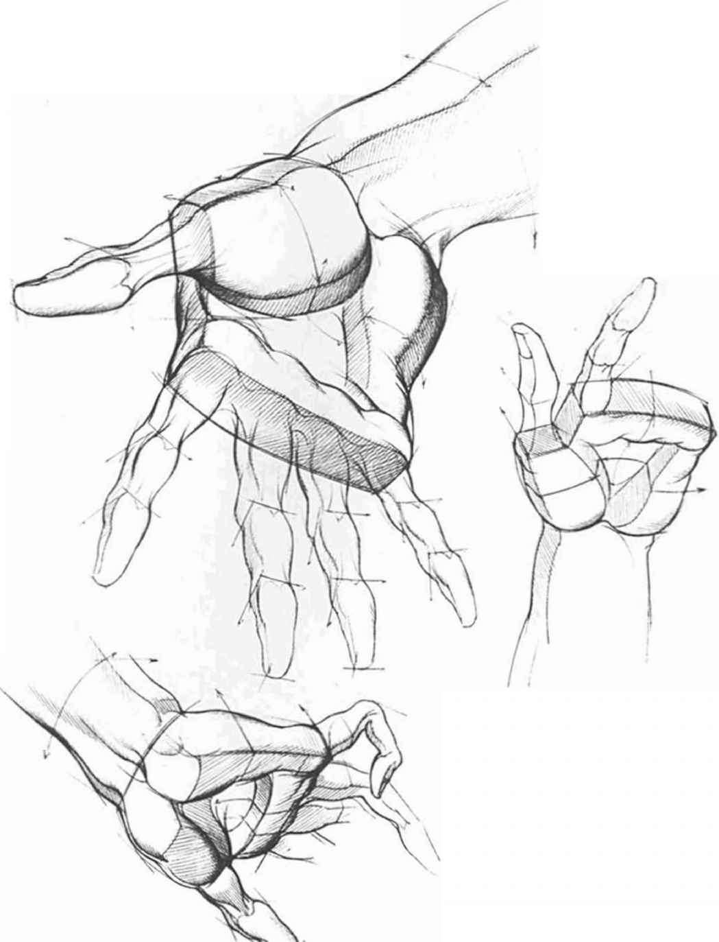 1049x1373 Drawing The Hand Different Position Hand Research - Anatomical Position Sketch