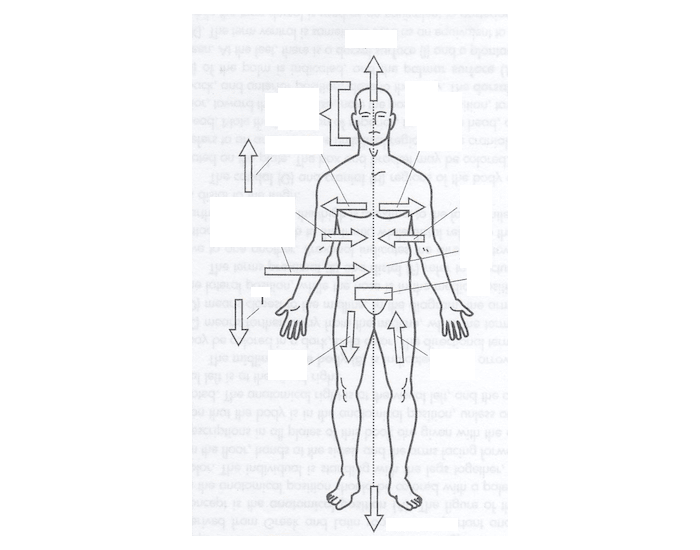 anatomical drawing reference