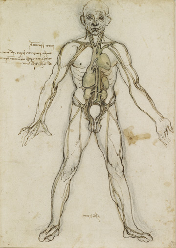 360x508 Leonardo Da Vinci Between Art And Science Jones - Anatomical Position Sketch