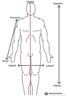 236x321 105 Best Anatomy For Artists Images Manga Drawing - Anatomical Position Sketch
