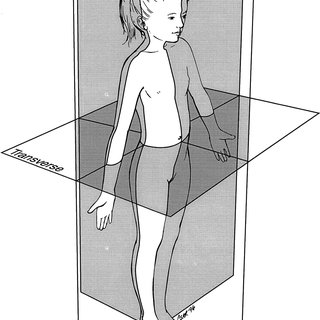 320x320 The Human Body In The Standard Anatomical Position And The Three - Anatomical Position Sketch