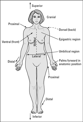 273x400 Anatomic Positions - Anatomical Position Sketch