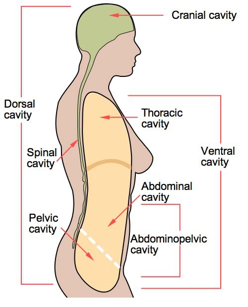 500x619 Anatomical Terms Amp Meaning Anatomy Regions, Planes, Areas, Directions - Anatomical Position Sketch